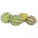 Stachelbeergurke (Cucumis myriocarpus)